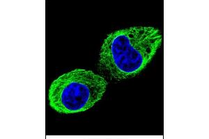 Confocal immunofluorescent analysis of TUBB2B Antibody (N-term) (ABIN655881 and ABIN2845283) with HepG2 cell followed by Alexa Fluor 488-conjugated goat anti-rabbit lgG (green). (TUBB2B antibody  (N-Term))