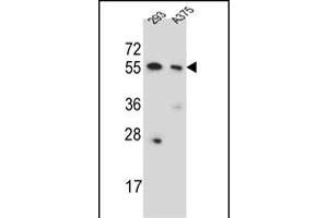CPNE8 Antibody (N-term) (ABIN651529 and ABIN2840280) western blot analysis in 293, cell line lysates (35 μg/lane).