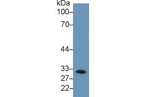 Detection of C1QBP in Human K562 cell lysate using Monoclonal Antibody to Complement component 1 Q subcomponent-binding protein, mitochondrial (C1QBP) (C1QBP antibody  (AA 76-282))