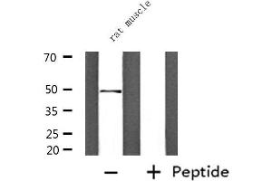 Western blot analysis of extracts from rat muscle, using PPARD Antibody. (PPARD antibody  (C-Term))