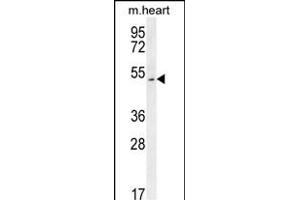 SLC10A4 Antibody (C-term) (ABIN654208 and ABIN2844051) western blot analysis in mouse heart tissue lysates (35 μg/lane).