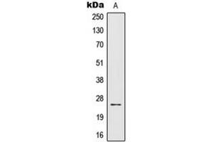 Western blot analysis of IL-32 expression in Jurkat (A) whole cell lysates. (IL32 antibody  (C-Term))