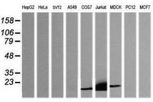Image no. 3 for anti-CD3 epsilon (CD3E) antibody (ABIN1497222)