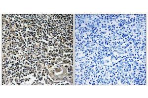 Immunohistochemistry (IHC) image for anti-Cerebellin 4 Precursor (CBLN4) (C-Term) antibody (ABIN1851074) (CBLN4 antibody  (C-Term))