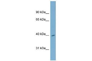 H2AFY2 antibody used at 1 ug/ml to detect target protein. (H2AFY2 antibody  (Middle Region))