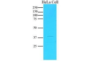 Western Blotting (WB) image for anti-serpin Peptidase Inhibitor, Clade B (Ovalbumin), Member 5 (SERPINB5) (AA 1-375), (N-Term) antibody (ABIN452659) (SERPINB5 antibody  (N-Term))