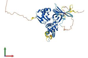 AlphaFold protein structure predicition of Human Recombinant FRMD8 Protein, UniprotID Q9BZ67