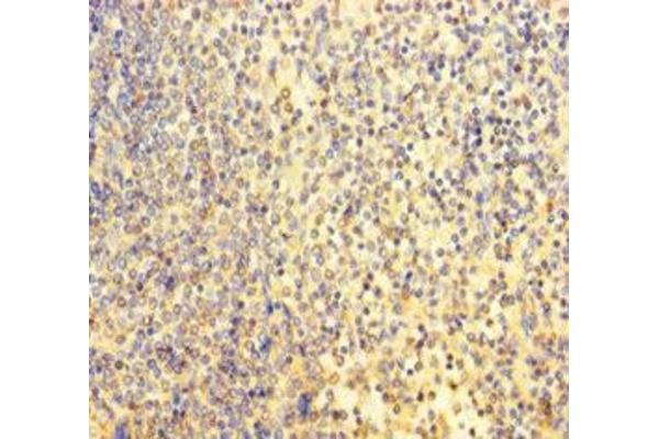 POU3F2 antibody  (AA 1-443)