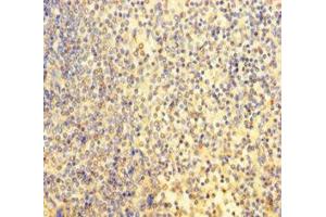 Immunohistochemistry of paraffin-embedded human spleen tissue using ABIN7164055 at dilution of 1:100 (POU3F2 antibody  (AA 1-443))