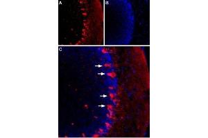 Expression of HCN1 in rat cerebellumImmunohistochemical staining of rat cerebellum using Guinea pig Anti-HCN1 Antibody (ABIN7043277, ABIN7045448 and ABIN7045449). (Hyperpolarization Activated Cyclic Nucleotide-Gated Potassium Channel 1 (HCN1) Peptide)