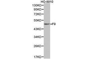 Western Blotting (WB) image for anti-Coagulation Factor IX (F9) antibody (ABIN1872631) (Coagulation Factor IX antibody)