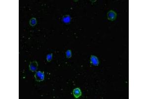 Immunofluorescent analysis of MCF-7 cells using ABIN7165948 at dilution of 1:100 and Alexa Fluor 488-congugated AffiniPure Goat Anti-Rabbit IgG(H+L) (PPM1H antibody  (AA 73-289))