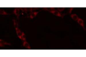 ABIN6274670 staining RAW264. (GRID1 antibody  (Internal Region))