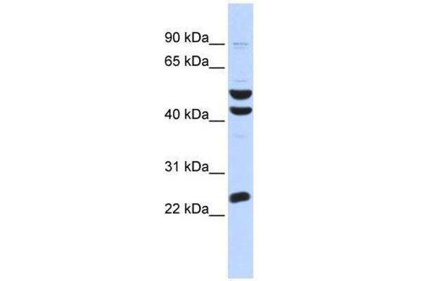 ZNF200 antibody  (Middle Region)