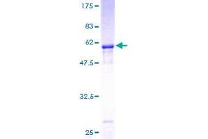 SSR1 Protein (AA 33-286) (GST tag)