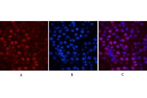 Immunofluorescence analysis of mouse kidney tissue. (Histone H2B antibody)