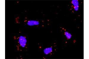 Proximity Ligation Analysis of protein-protein interactions between SUFU and GLI1. (SUFUH antibody  (AA 1-484))