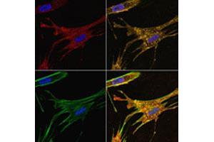 WI-38 (primary human fibroblasts) treated with IFITM3 polyclonal antibody (Red).