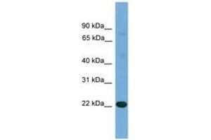 Image no. 1 for anti-Interleukin 17D (IL17D) (N-Term) antibody (ABIN6745212) (IL17D antibody  (N-Term))