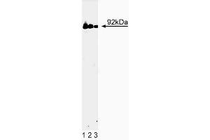 Western blot analysis of Stat3 on a A431 cell lysate (Human epithelial carcinoma, ATCC CRL-1555). (STAT3 antibody  (AA 1-175))