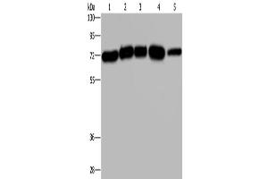Western Blotting (WB) image for anti-HIV-1 Rev Binding Protein (HRB) antibody (ABIN2429077)
