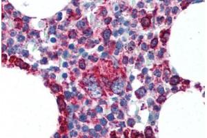 Human Bone Marrow (formalin-fixed, paraffin-embedded) stained with CYCS antibody ABIN305748 at 5 ug/ml followed by biotinylated anti-mouse IgG secondary antibody ABIN481714, alkaline phosphatase-streptavidin and chromogen. (Cytochrome C antibody  (AA 1-80))