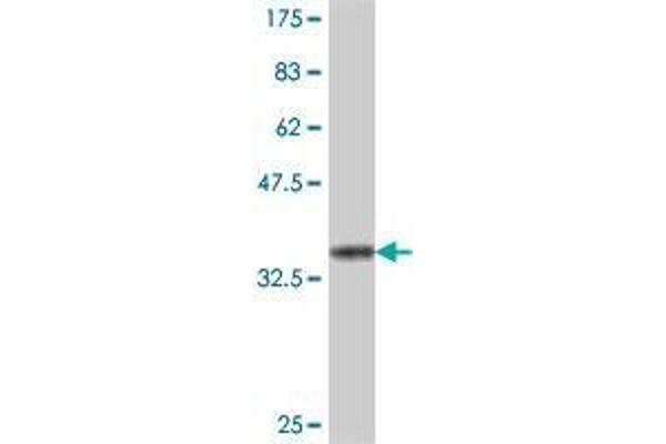 PRICKLE1 antibody  (AA 684-756)