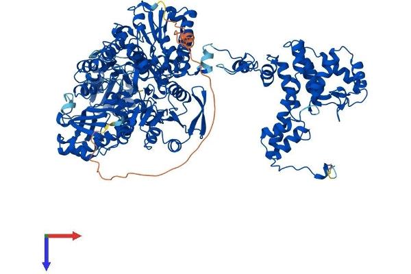 ACLY Protein (AA 1-1101) (His tag)