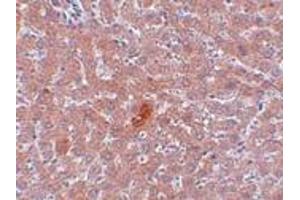 Immunohistochemistry (IHC) image for anti-Lysine (K)-Specific Demethylase 3A (KDM3A) (N-Term) antibody (ABIN1031423) (KDM3A antibody  (N-Term))