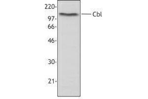 Western Blotting (WB) image for anti-Cas-Br-M (Murine) Ecotropic Retroviral Transforming Sequence (CBL) antibody (ABIN2665478) (CBL antibody)