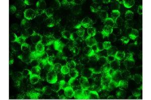 Reticulon 1 antibody  (AA 338-422)