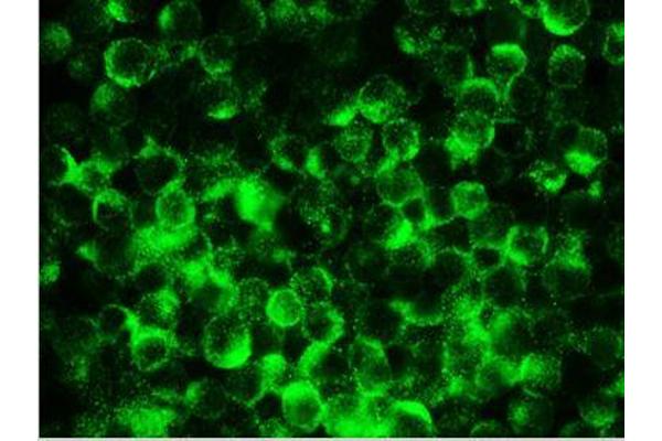 Reticulon 1 antibody  (AA 338-422)