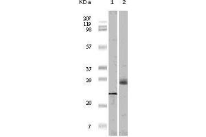 Western blot analysis using 4E-BP1 mouse mAb against truncated 4E-BP1 recombinant protein (1) and A431 cell lysate (2). (eIF4EBP1 antibody)