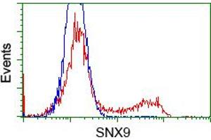 Image no. 2 for anti-Sorting Nexin 9 (SNX9) antibody (ABIN1501044) (SNX9 antibody)