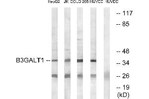 Western blot analysis of extracts from HepG2 cells, Jurkat cells, COLO cells and HUVEC cells, using B3GALT1 antibody.