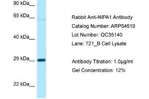 Western Blotting (WB) image for anti-Non Imprinted In Prader Willi/Angelman Syndrome Region Protein 1 (NIPA1) (C-Term) antibody (ABIN2789860) (NIPA1 antibody  (C-Term))