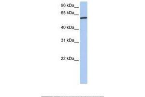 Image no. 1 for anti-Cortactin (CTTN) (AA 110-159) antibody (ABIN6738809) (Cortactin antibody  (AA 110-159))