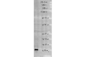 Western blot analysis of Rat brain cell lysates showing detection of Cpn10 protein using Rabbit Anti-Cpn10 Polyclonal Antibody . (HSPE1 antibody  (AA 91-101) (Atto 488))