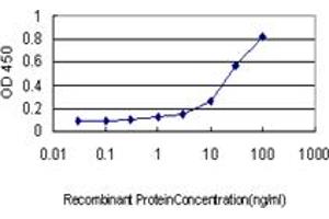 Detection limit for recombinant GST tagged CSE1L is approximately 0. (Exportin 2 antibody  (AA 872-971))