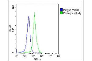 Flow Cytometry (FACS) image for anti-Vinculin (VCL) (AA 903-937) antibody (ABIN6242694)