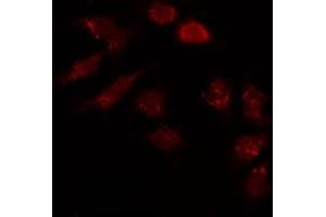 ABIN6274013 staining HepG2 by IF/ICC. (HAPLN1 antibody  (N-Term))