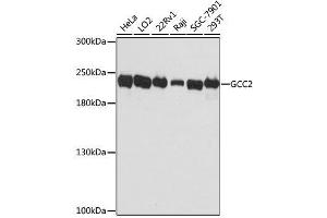 Western blot analysis of extracts of various cell lines, using GCC2 antibody. (GCC2 antibody  (AA 1-300))