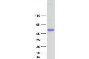 Validation with Western Blot (NPTX2 Protein (Myc-DYKDDDDK Tag))