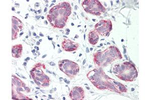 Anti-RXFP2 / LGR8 antibody IHC staining of human breast. (RXFP2 antibody  (C-Term))