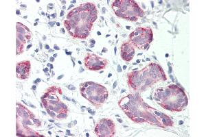 Anti-RXFP2 / LGR8 antibody IHC staining of human breast.