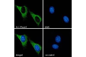 Immunofluorescence (IF) image for anti-PYD and CARD Domain Containing (PYCARD) (Internal Region) antibody (ABIN1590015)