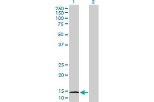 Western Blot analysis of AGR3 expression in transfected 293T cell line by AGR3 MaxPab polyclonal antibody. (AGR3 antibody  (AA 1-166))