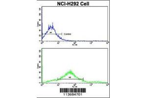 Flow cytometric analysis of NCI-H292 cells using Cadherin 7 (CDH7) Antibody (N-term)(bottom histogram) compared to a negative control cell (top histogram). (Cadherin 7 antibody  (N-Term))