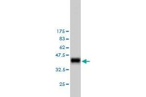 Western Blotting (WB) image for anti-RAS P21 Protein Activator (GTPase Activating Protein) 1 (RASA1) (AA 948-1047) antibody (ABIN562592)
