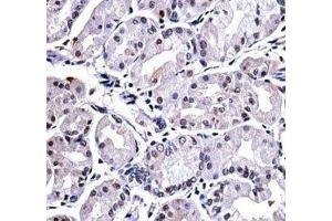 FOXP4 antibody immunohistochemistry analysis in formalin fixed and paraffin embedded human stomach tissue. (FOXP4 antibody  (AA 522-550))